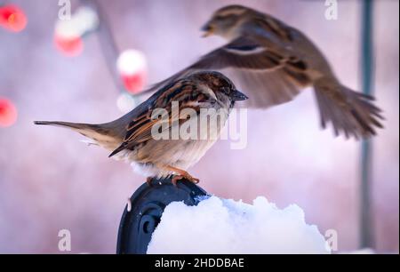 Sparrow perched high in front of a string of outdoor Christmas lights Stock Photo