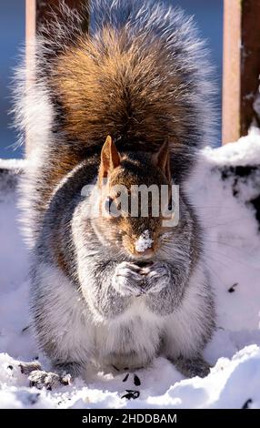 Squirrel finds some bird seed in the winter garden Stock Photo