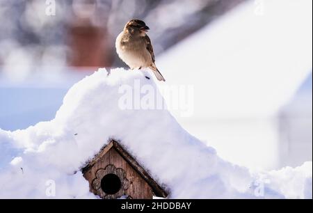 Sparrow perching in a snow covered garden Stock Photo