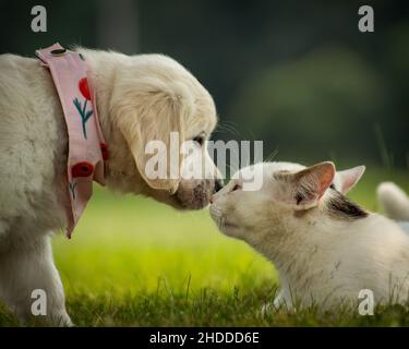 Close-up shot of a golden retriever puppy with a pink collar and a cat sniffing each other Stock Photo