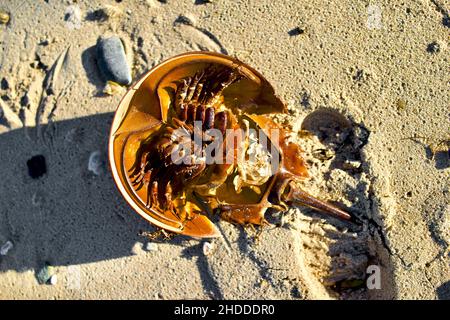 Dead Atlantic Horseshoe Crab washed up on beach coast Stock Photo