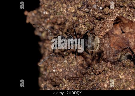 Adult Odorous Ant of the species Dolichoderus bispinosus Stock Photo