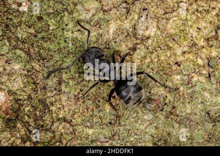 Adult Odorous Ant of the species Dolichoderus bispinosus Stock Photo