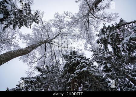 Large fir trees in a snowy forest. White fluffy snow on the branches of trees. Stock Photo