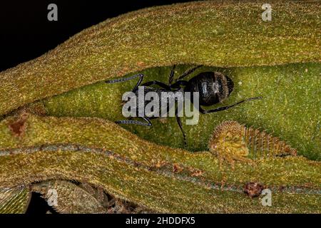 Adult Odorous Ant of the species Dolichoderus bispinosus Stock Photo