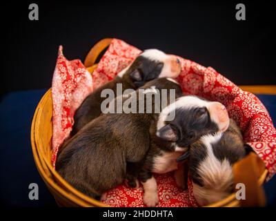Top view of four puppies sleeping on a red and white sheet in a wooden basket Stock Photo