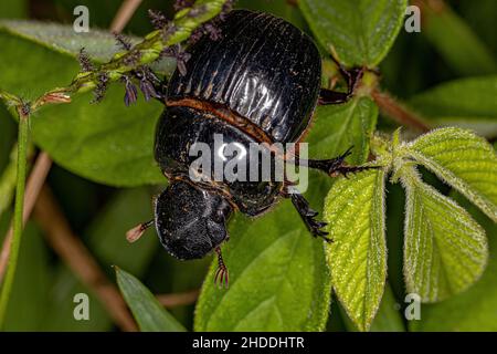 Adult Small Dung Beetle of the Subfamily Scarabaeinae Stock Photo