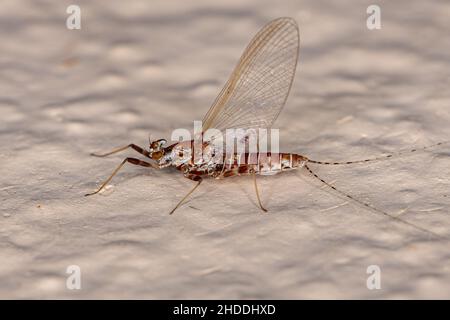 Adult Female Mayfly of the Order Ephemeroptera Stock Photo