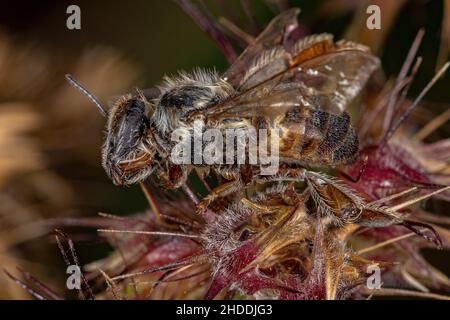 Dead Adult Female Western Honey Bee of the species Apis mellifera Stock Photo