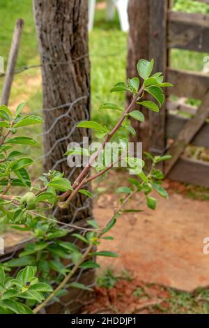 Rose Cactus Plant of the species Pereskia grandifolia Stock Photo