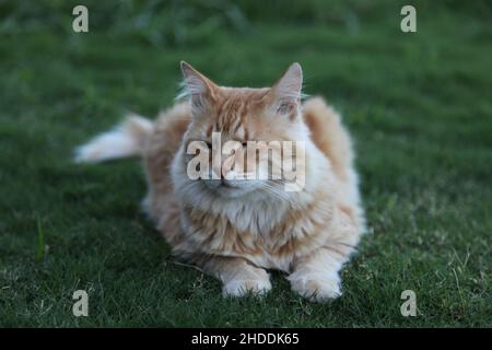 A cat without one eye. Yellow-white cat lying on the grass. Selective focus Stock Photo
