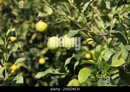 Lemon tree. Lemons on the branch. Aquaculture. Isolated background and selective focus. Close up. Stock Photo