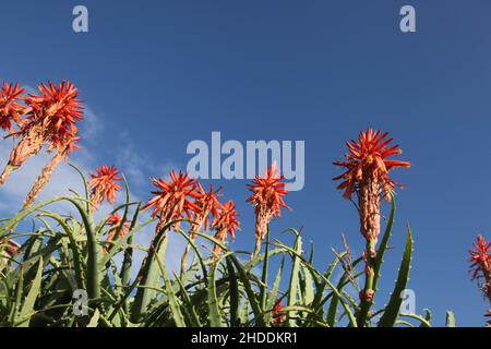 Aloe vera plant flowers. Aloe vera garden and blue sky. Stock Photo