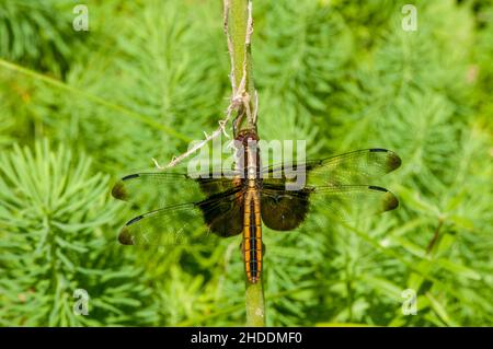 Vadnais Heights, Minnesota. John H. Allison forest.  Female Widow Skimmer, Libellula luctuosa resting on plant stem in the forest. Stock Photo