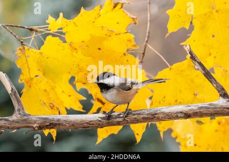 Vadnais Heights, Minnesota.  Black-capped Chickadee, Poecile atricapillus perched on a branch with beautiful fall colored leaves Stock Photo