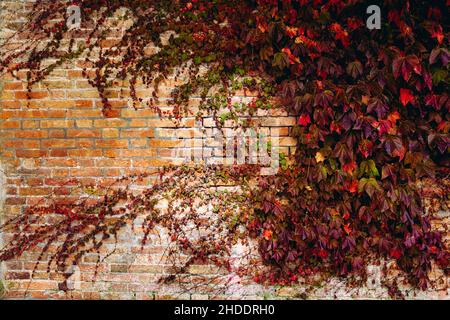 Autumn, red fall coloured (colored) vines on a brick wall Stock Photo