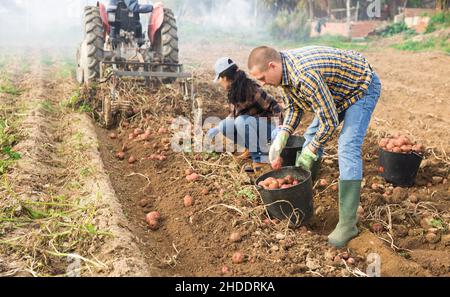 Couple of professional farmers harvesting potatoes Stock Photo