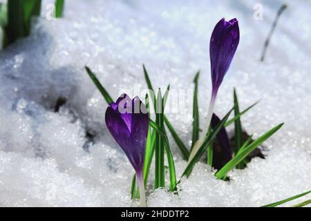 Several delicate purple spring flowers bloomed in the snow. Purple botanical crocuses under the spring sun. Flowers overcome the cold and winter. Blur Stock Photo