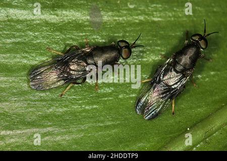 Black soldierfly (Dysbiota peregrina) Stock Photo