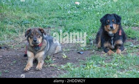 Close-up shot of two dogs laying down on the grass in the park and looking at the camera Stock Photo