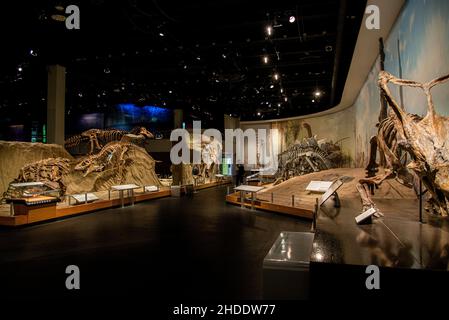 Royal Tyrrell Museum, Canada - Dec. 21 2021: The gigantesque dinosaures fossiles in Royal Tyrrell Museum Stock Photo