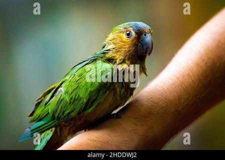 Cute green wet parrot sitting on hand close up portrait