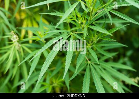 Cannabis Texture Marijuana Leaf Pile Background with Flat Vintage Style Stock Photo
