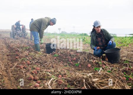 Couple of professional farmers harvesting potatoes Stock Photo