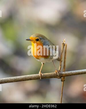 A shallow focus shot of an European robin bird sitting on a twig on a sunny day Stock Photo