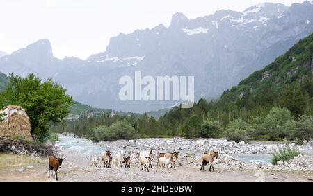 Establishing shot of the beautiful alpine mountains of Albania with sheep and goats running over the hillsides. Stock Photo