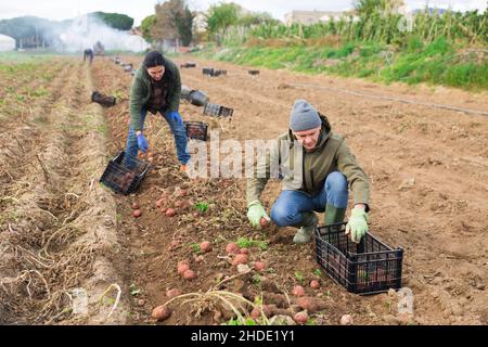 Couple of professional farmers harvesting potatoes Stock Photo