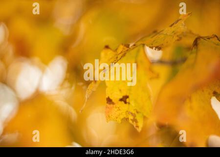 Shallow focus shot of a yellow maple leaf hanging on a tree Stock Photo