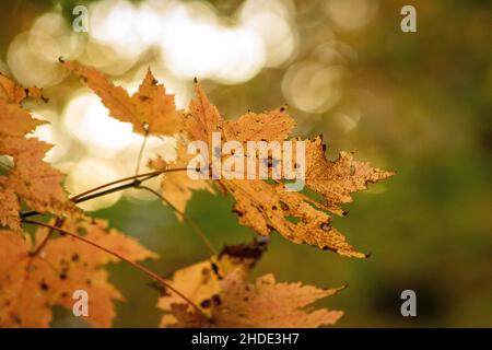 Selective shallow focus of dry maple leaves hanging on a tree Stock Photo