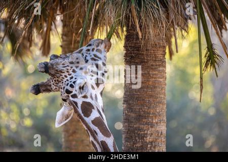 Reticulated giraffe (Giraffa camelopardalis reticulata) eating palm fronds from a tree at Jacksonville Zoo and Gardens in Jacksonville, Florida. (USA)