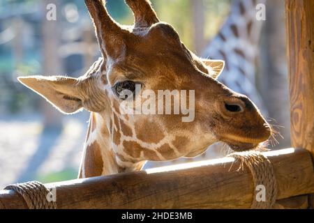 Reticulated giraffe (Giraffa camelopardalis reticulata) in the Africa Loop at Jacksonville Zoo and Gardens in Jacksonville, Florida. (USA) Stock Photo