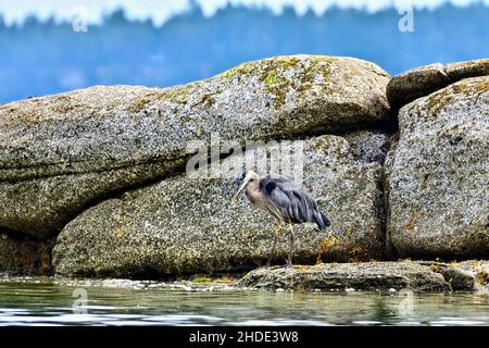 A horizontal image of a Great Blue Heron (Ardea herodias), watching for a fish in the shallow waters on the shore on Vancouver Island British Columbia Stock Photo
