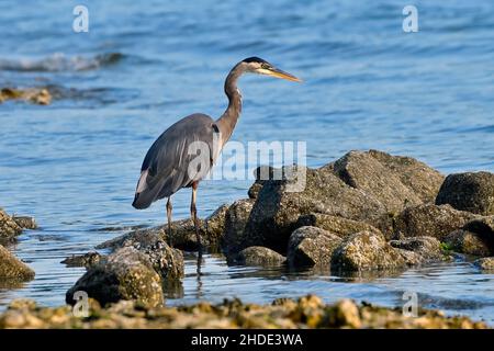 A horizontal image of a Great Blue Heron (Ardea herodias), watching for a fish in the shallow waters on the shore on Vancouver Island British Columbia Stock Photo