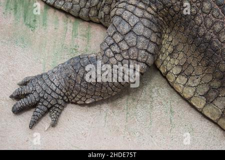 Short powerful leg and foot of an adult Nile crocodile (Crocodylus niloticus), with green algae stain in background presenting an abstract image Stock Photo