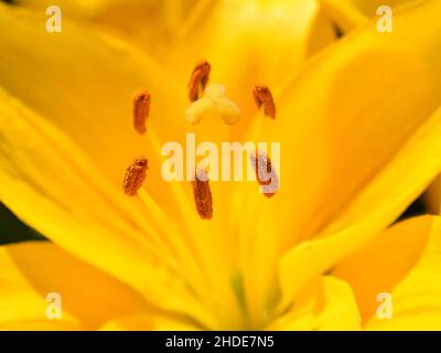 Closeup on the reproductive parts of a yellow lily Stock Photo