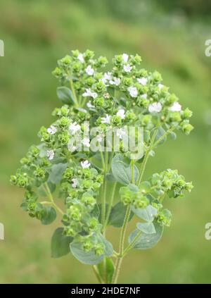 Origanum vulgare sweet marjoram plant flowering white flowers in garden Stock Photo