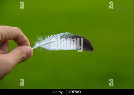 Hand holding a feather in front of green natural background Stock Photo