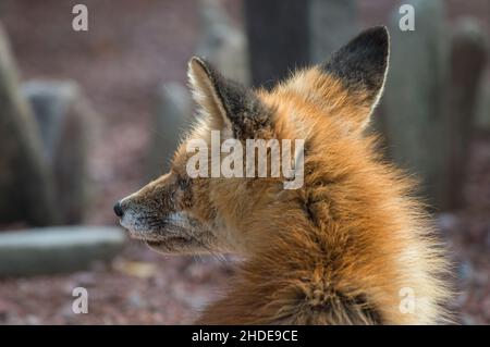 Red fox close-up profile view in the winter season looking at camera in its  environment and habitat with blur background. Head shot. Fox image Stock  Photo - Alamy