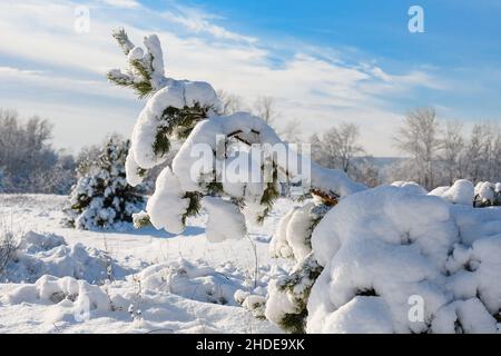 Pine tree bent under weight of snow. Sunny winter day after snowfall. Stock Photo