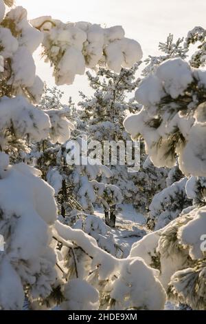 Pine trees bent under weight of snow. Vertical photo. Stock Photo