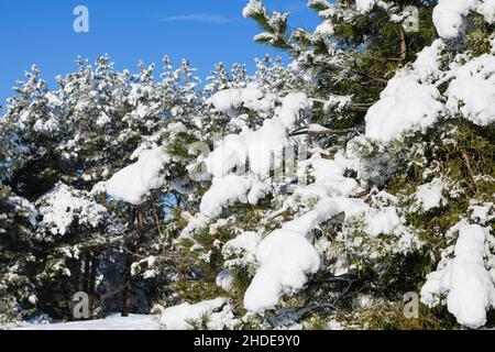 The branches of pine trees are bent under the weight of the snow. The pine trees are covered with fluffy snow. Sunny winter day after snowfall. Stock Photo