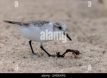 Sanderling, Calidris alba, foraging on sandy beach in winter. Stock Photo