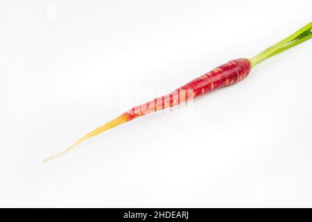 Freshly harvested mini red carrots on isolated white background Stock Photo