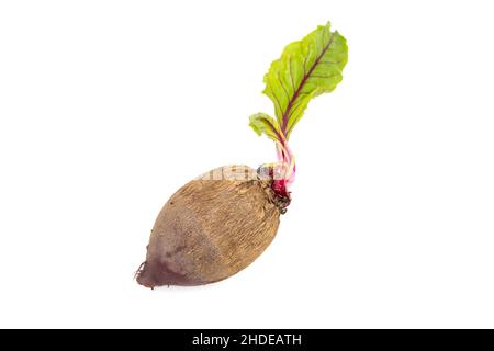 Fresh organic beetroot with freshly harvested leaves on isolated white background Stock Photo