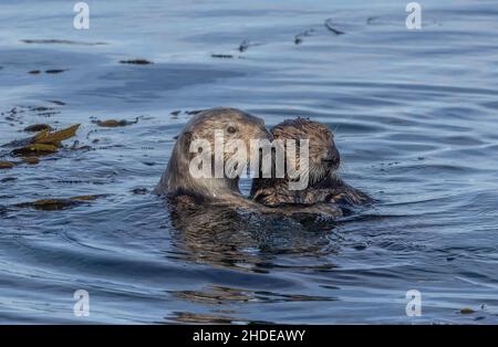 Sea otter, Enhydra lutris, mother and son feeding in kelp forest off the California coast, Monterey. Stock Photo