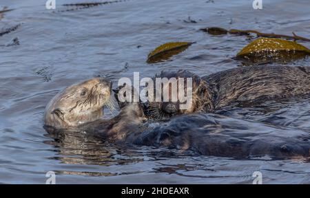 Sea otter, Enhydra lutris, mother and son feeding in kelp forest off the California coast, Monterey. Stock Photo